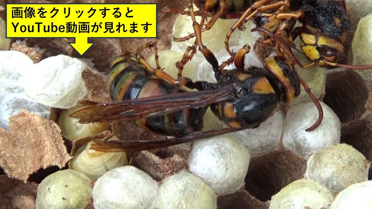 ベランダの天井に作ったキイロスズメバチの巣の女王蜂