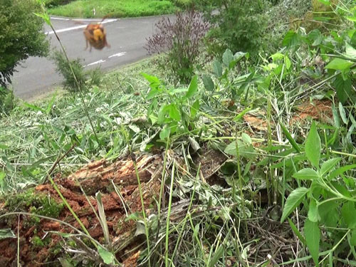 スズメバチが倒木を踏んづけると出てきた（三春町）