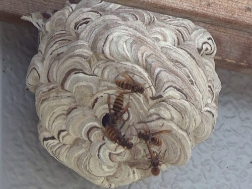 本宮市で仮設住宅の軒下に作ったスズメバチの巣