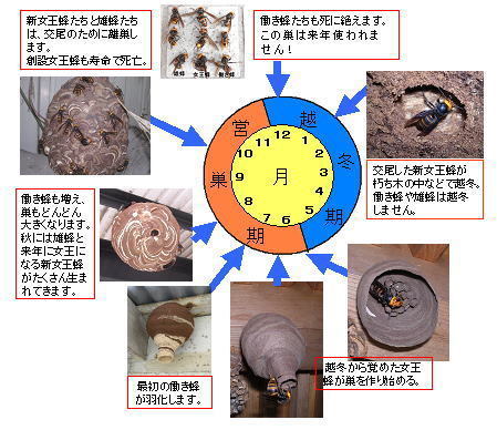 コガタスズメバチの１年の模式図