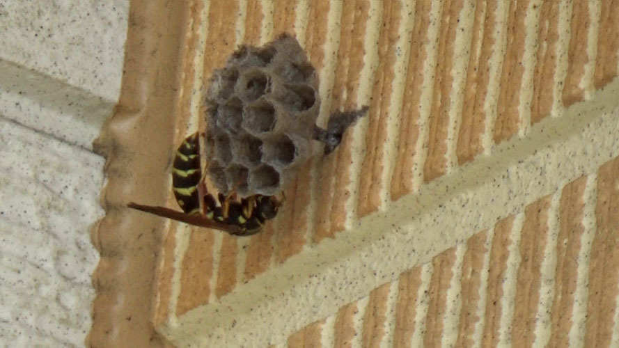 須賀川市でアシナガバチの女王蜂が壁に巣を作る