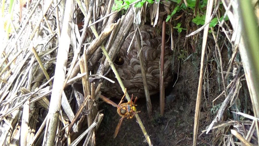 本宮市本宮でスズメバチ駆除の現場
