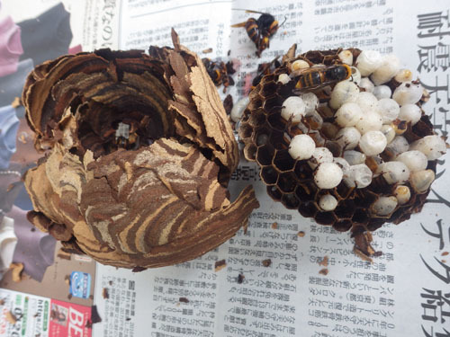 駆除したスズメバチの巣を解体（福島市）