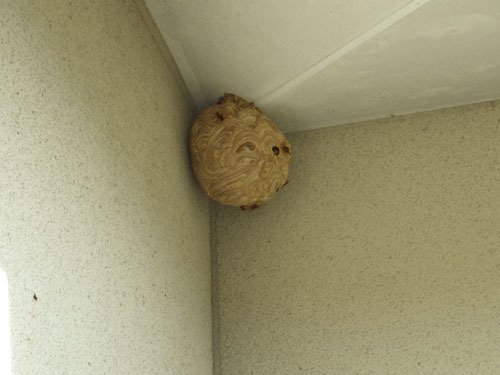 福島市でスズメバチの巣