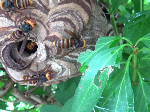 道路沿いの庭木にコガタスズメバチの巣（喜多方市）