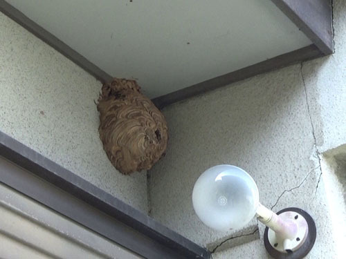 郡山市でスズメバチ駆除の現場