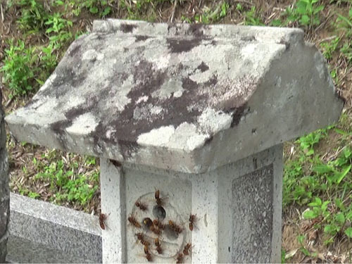田村市でスズメバチ駆除の現場
