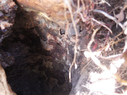 浅川町でオオスズメバチの巣を撤去した巣跡
