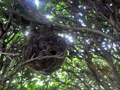 スズメバチの巣を樹内にやっと発見（天栄村）