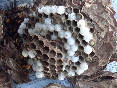 駆除したスズメバチの巣（伊達市）