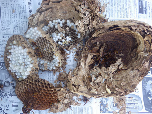 駆除したスズメバチの巣に初期巣の痕跡（泉崎村）