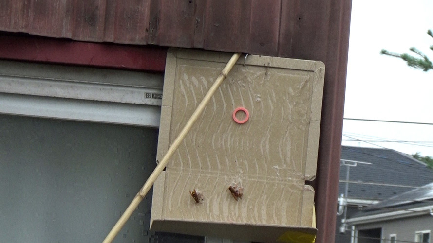 巣跡に戻るスズメバチ対策（須賀川市）