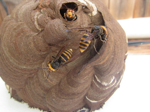 外壁で半球状で大きくなったコガタスズメバチの巣
