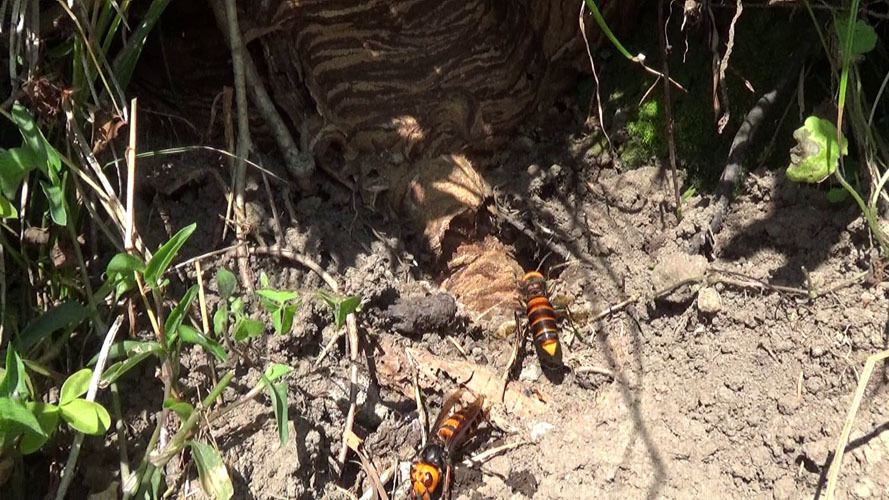 オオスズメバチの巣の全貌（須賀川市）