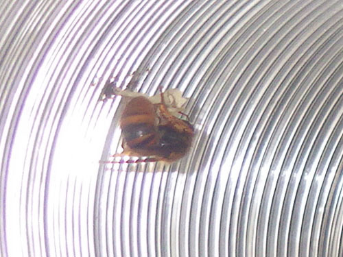 スズメバチの女王蜂が換気扇の風洞で巣作り(須賀川市）