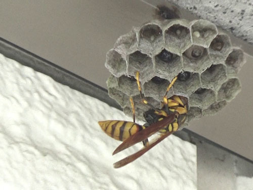アシナガバチの巣の中は、まだ卵と幼虫（郡山市）