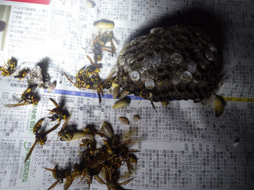 駆除したアシナガバチの巣（須賀川市）