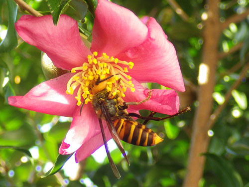 オオスズメバチがサザンカの花の蜜をなめる