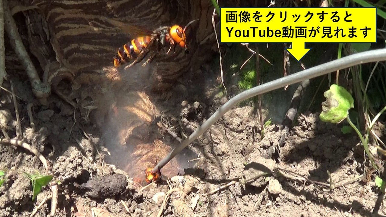 須賀川市でオオスズメバチ駆除
