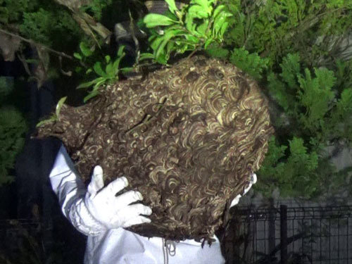 巨大なキイロスズメバチの巣（本宮市）