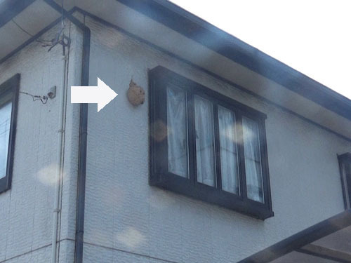 キイロスズメバチが２階の壁に作った巣（福島市）
