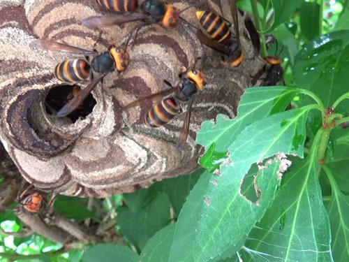 喜多方市で巣の刺激２回目にスズメバチの対する反応