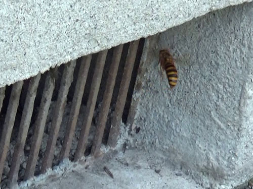 スズメバチは新たな出入り口を通気口にした（白河市）