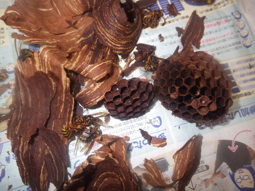 土蔵の軒下に作ったスズメバチの引っ越し巣（福島市）