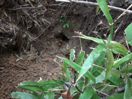 土手に降りて集積した土粒を確認（三春町）