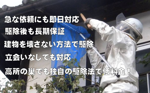 ハチ駆除ルイワンの特徴