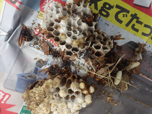 掘り出したヒメスズメバチの巣（須賀川市）