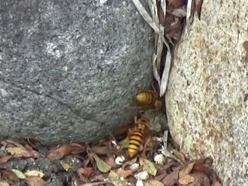 花壇の石と石の間から出入りするキイロスズメバチ