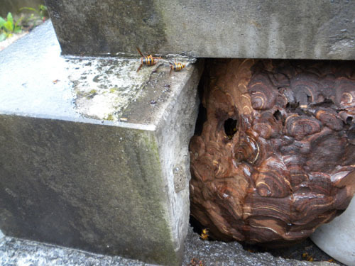 田村市でキイロスズメバチに刺された現場