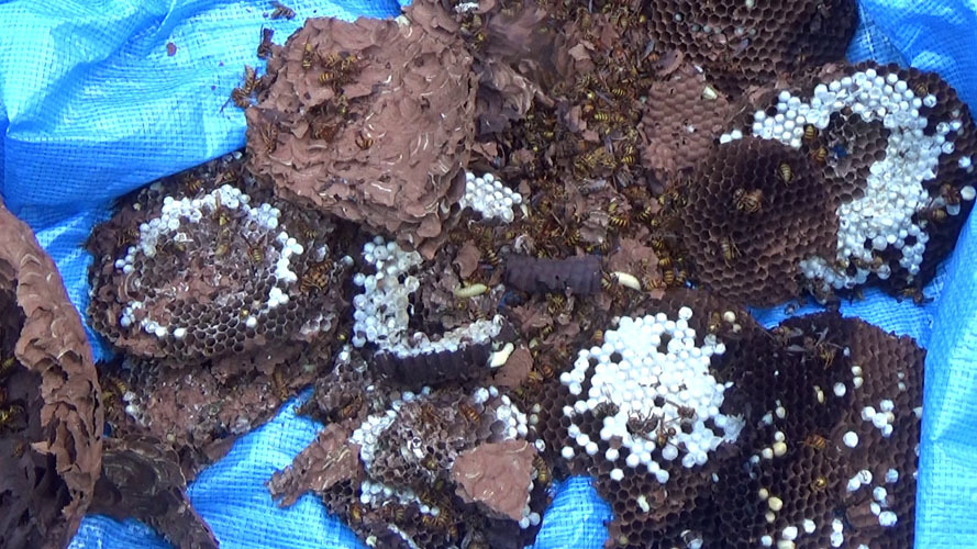 駆除・撤去した９月下旬のスズメバチの巣（田村市船引町）