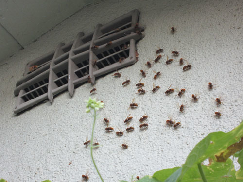 オオスズメバチ vs キイロスズメバチ（三春町）
