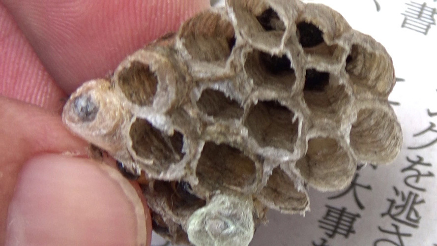 須賀川市向陽町でヒメスズメバチに襲われたアシナガバチの巣