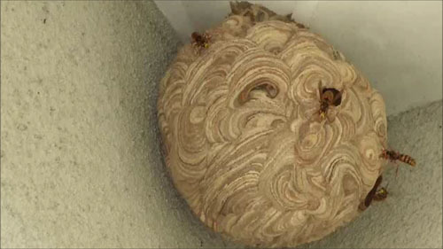福島市で駆除したスズメバチの巣
