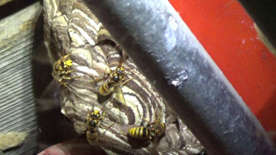 福島県西郷村で物置の中に作ったスズメバチの巣