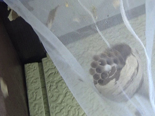 コガタスズメバチの初期巣の撤去作業（郡山市）