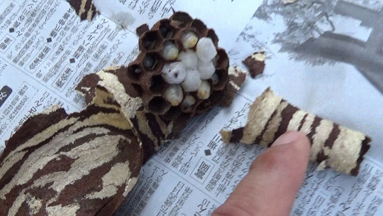 駆除したコガタスズメバチの初期巣（須賀川市）