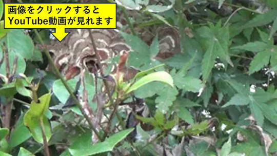 庭木の剪定中にコガタスズメバチに刺された現場