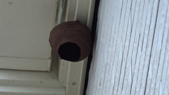 コガタスズメバチの初期巣（福島市）