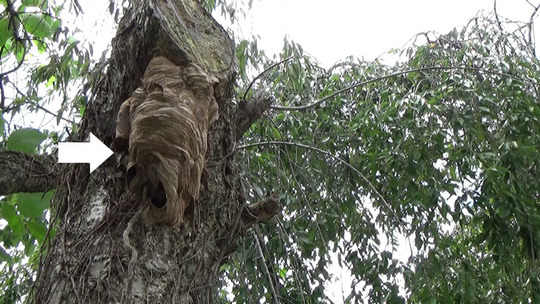サクラの幹のモンスズメバチの巣
