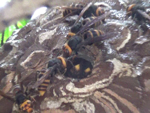 コガタスズメバチの巣穴の状況（郡山市）