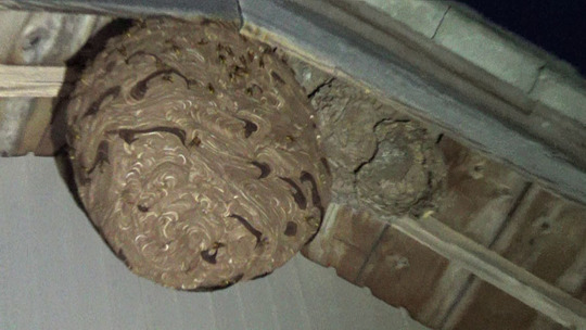 高所の軒下のキイロスズメバチの巣