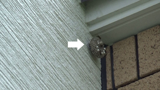 会津若松市でフタモンアシナガバチ駆除の現場