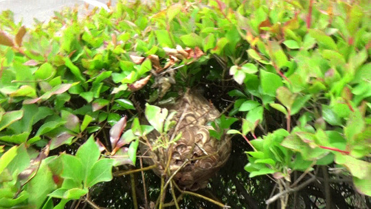 白河市で生垣に埋没するスズメバチの巣を探し出す