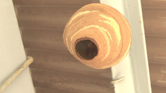 作り始めたコガタスズメバチの巣