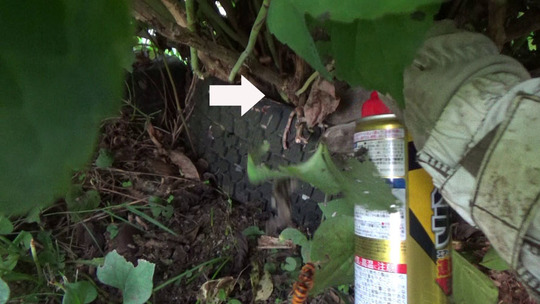 平田村でスズメバチ駆除