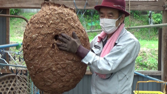 スズメバチ駆除-スズメバチの巨大な巣と記念撮影